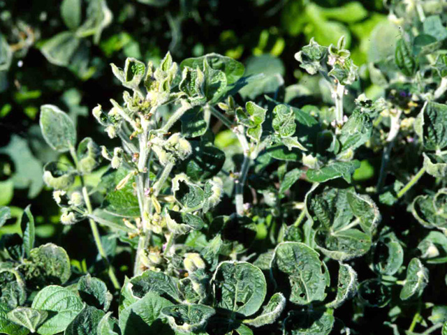 Some fields last year showed classic dicamba injury symptoms, but those that had the least visual symptoms sometimes had the most yield losses. (DTN file photo)